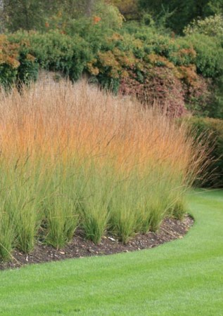 Molinia caerulea Heidebraut